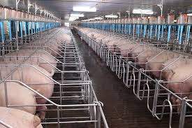 ฝันเห็นคอกหมู เลขเด็ด