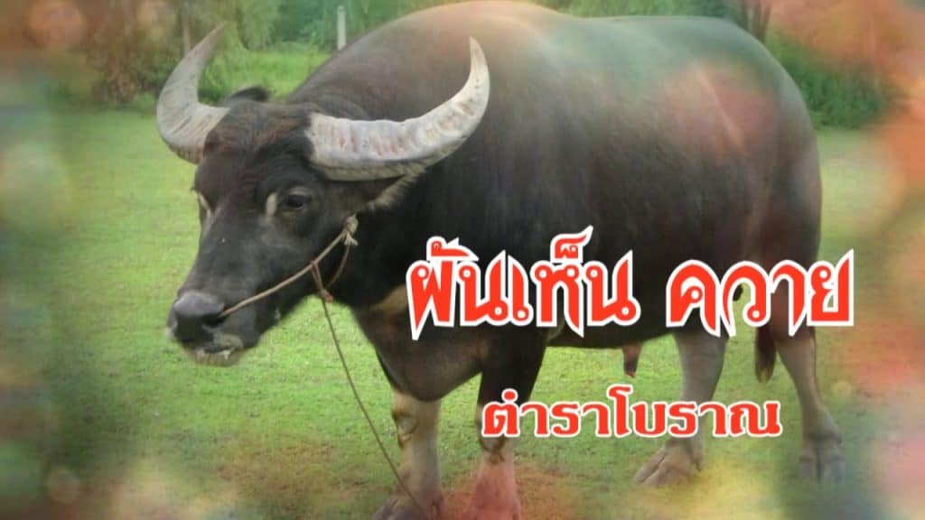 ฝันเห็นควาย โบราณ เลขเด็ด