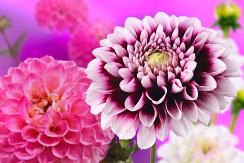 ฝันเห็นดอกไม้ สวยงาม เลขเด็ด
