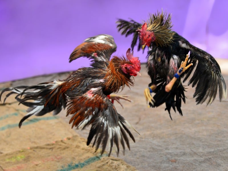 ฝันเห็นไก่ชน หลายตัว เลขเด็ด